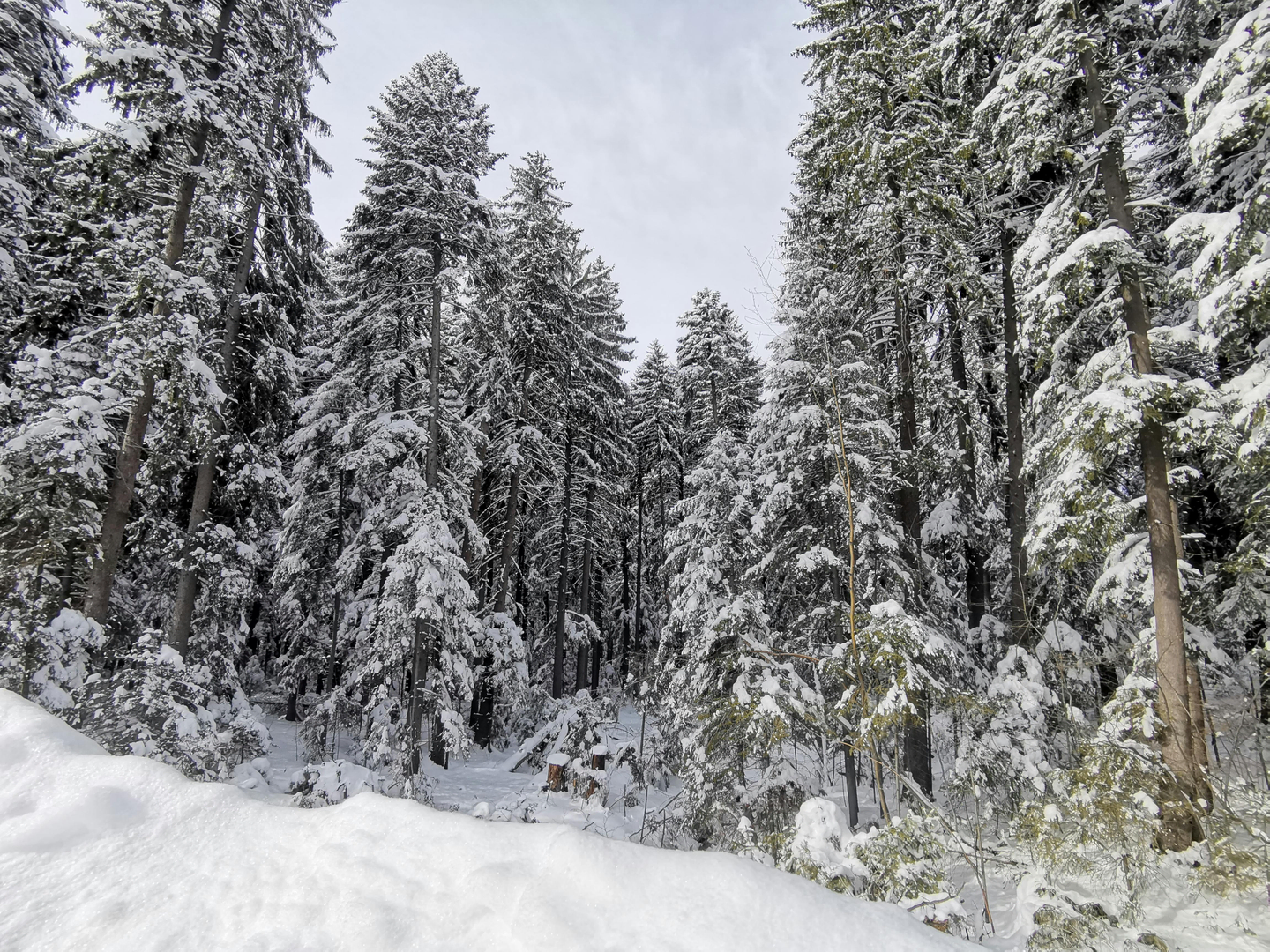 Borovets Skioplevelse