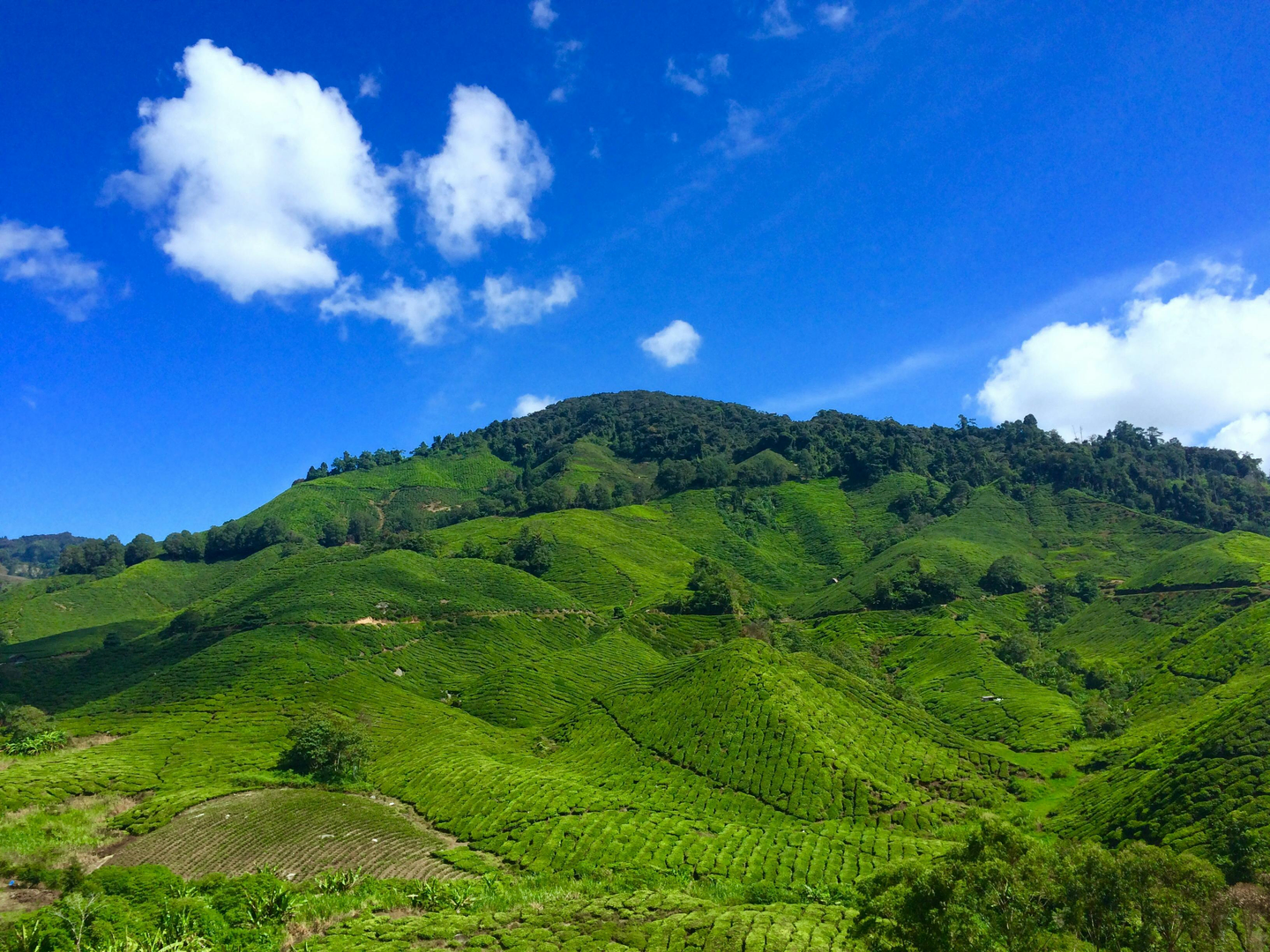 Cameron Highlands – Malaysias grønne bjergparadis