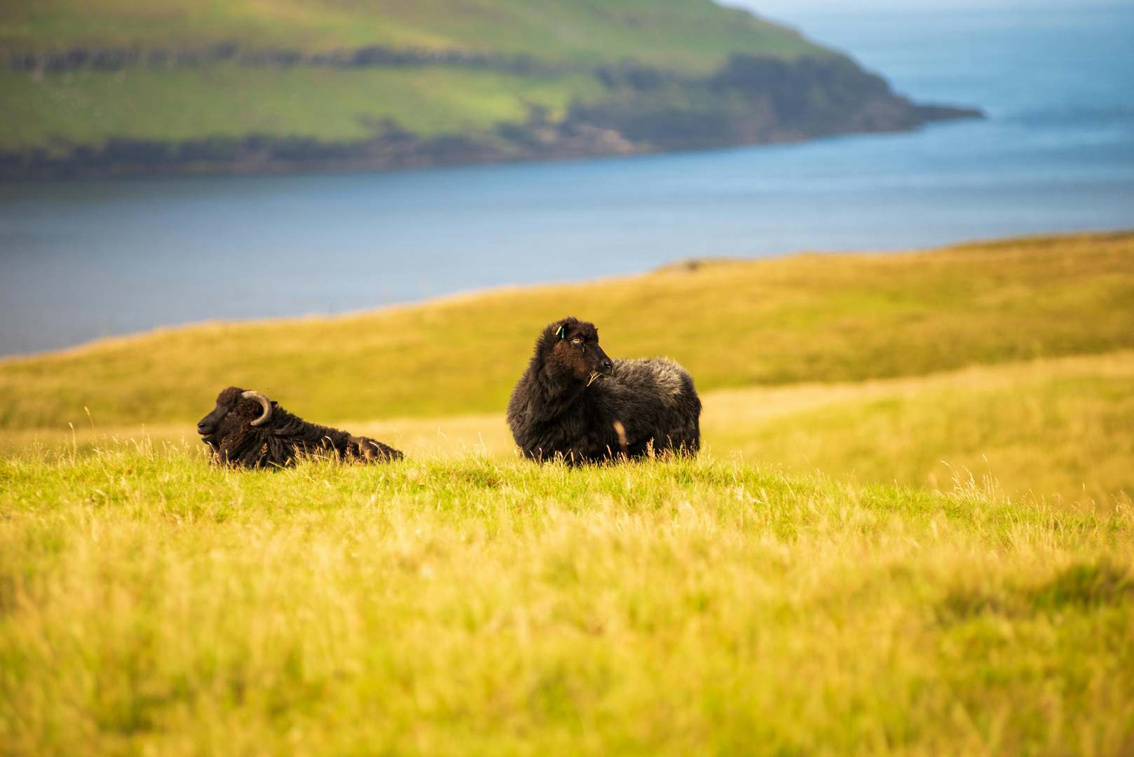 Færøerne – Nordatlantens Uopdagede Perle