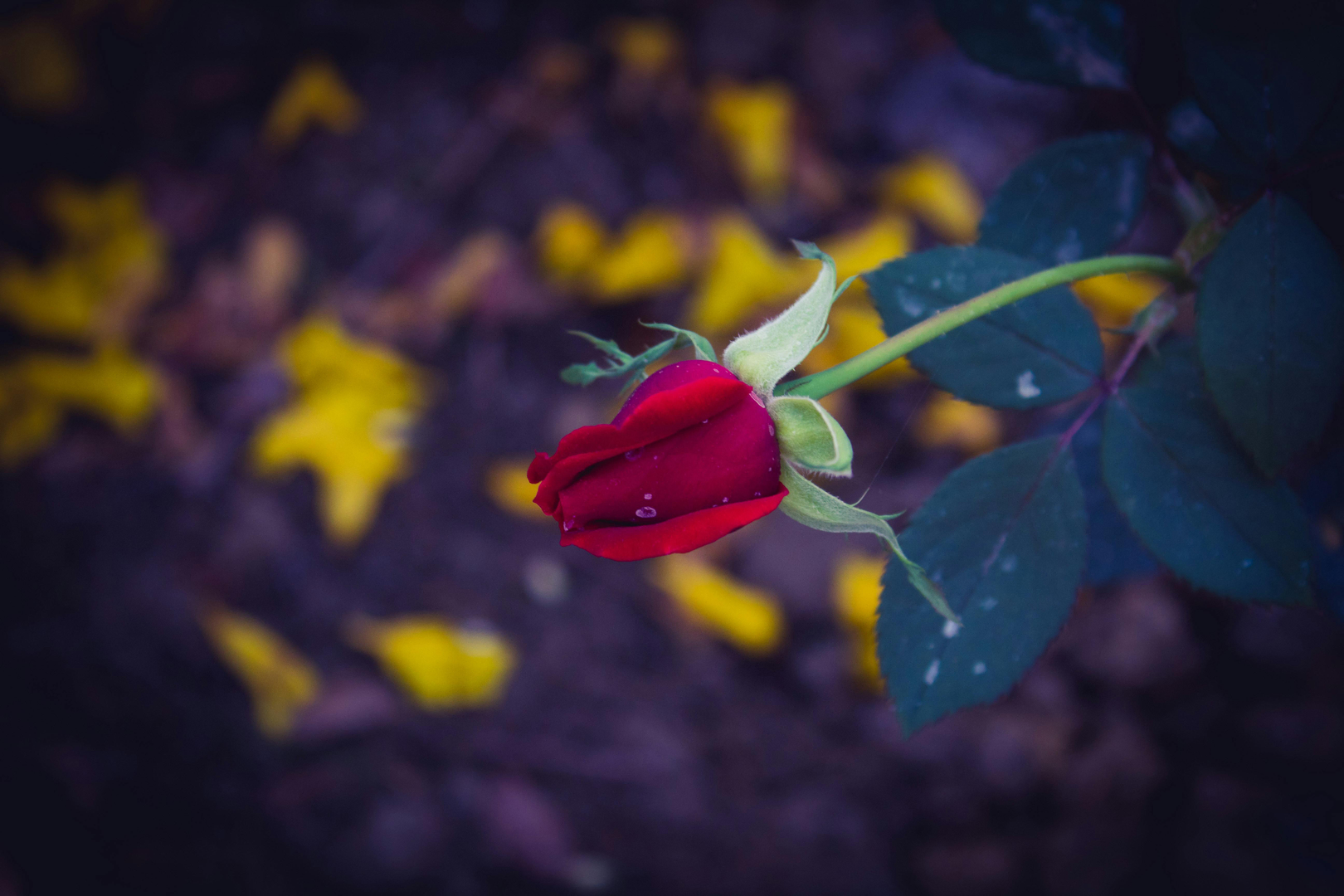 Jaipur – Eventyrlig Rejse til Den Rosa By