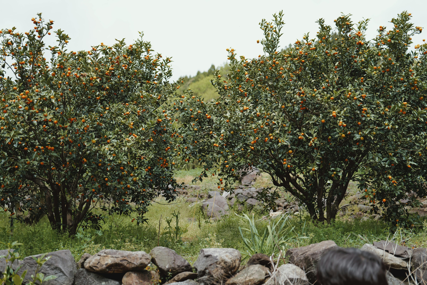 Jeju Ø – Sydkoreas Vulkaniske Paradis