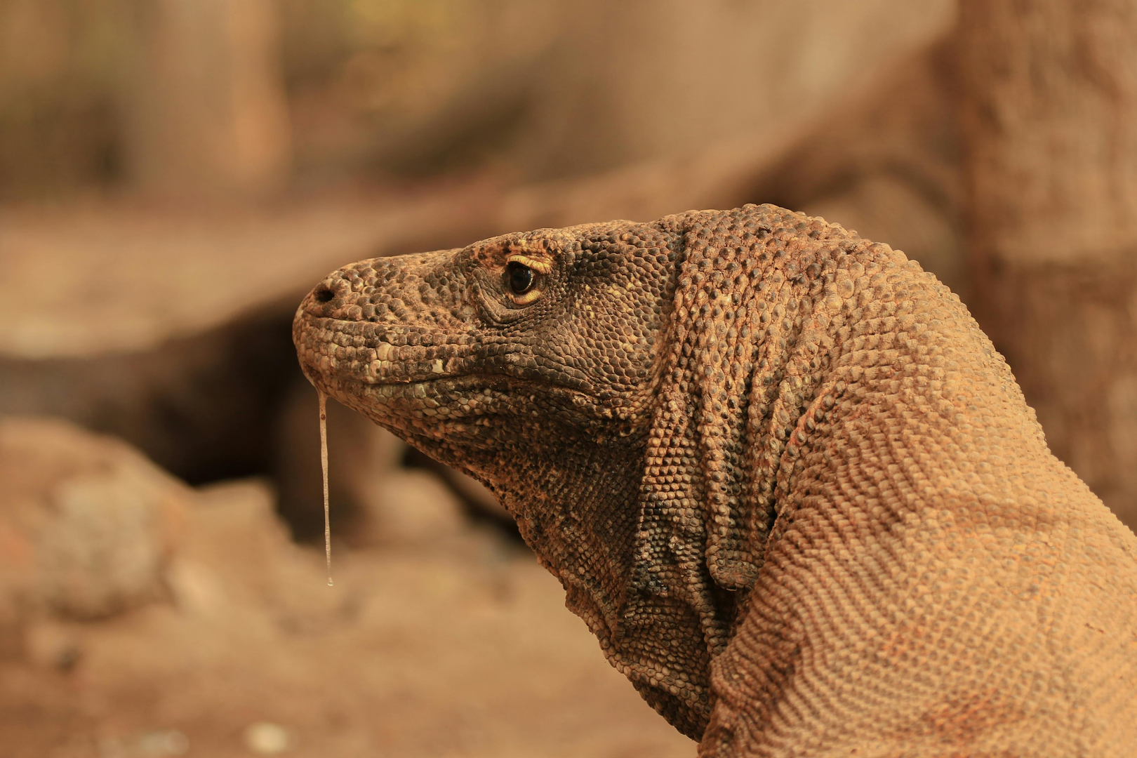Komodoøen – Drager, Strande og Eventyr