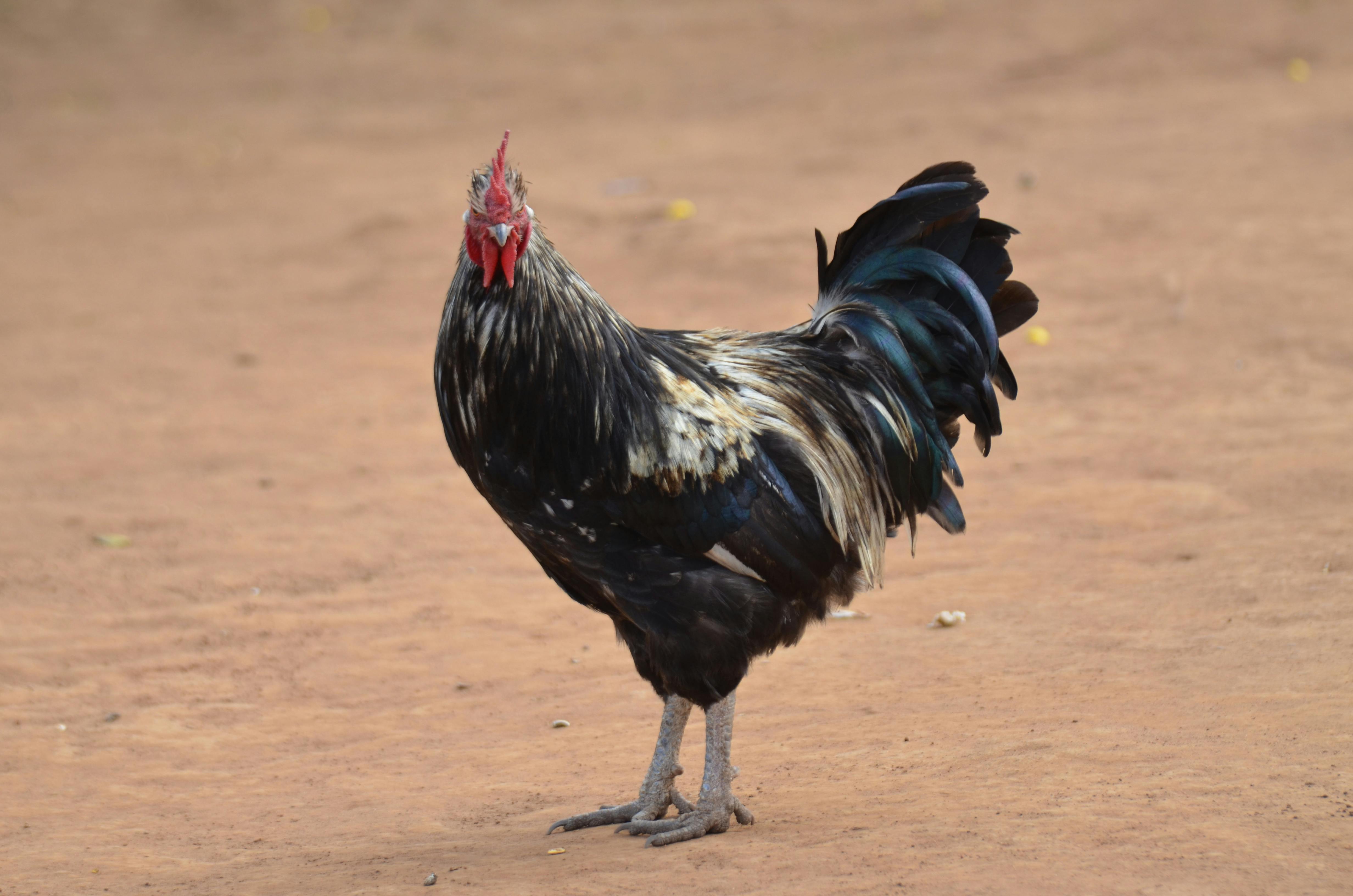 Lilongwe – Malawis Pulserende Hjerte