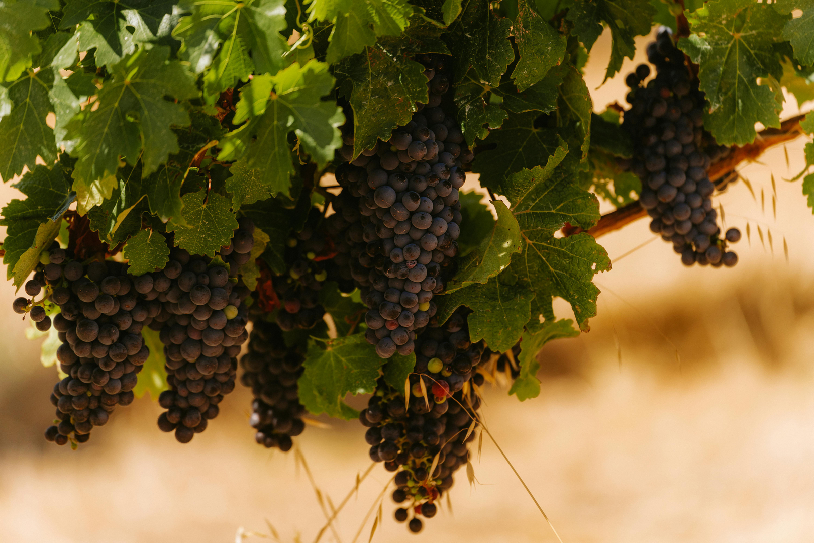 Vin og Natur scene 2