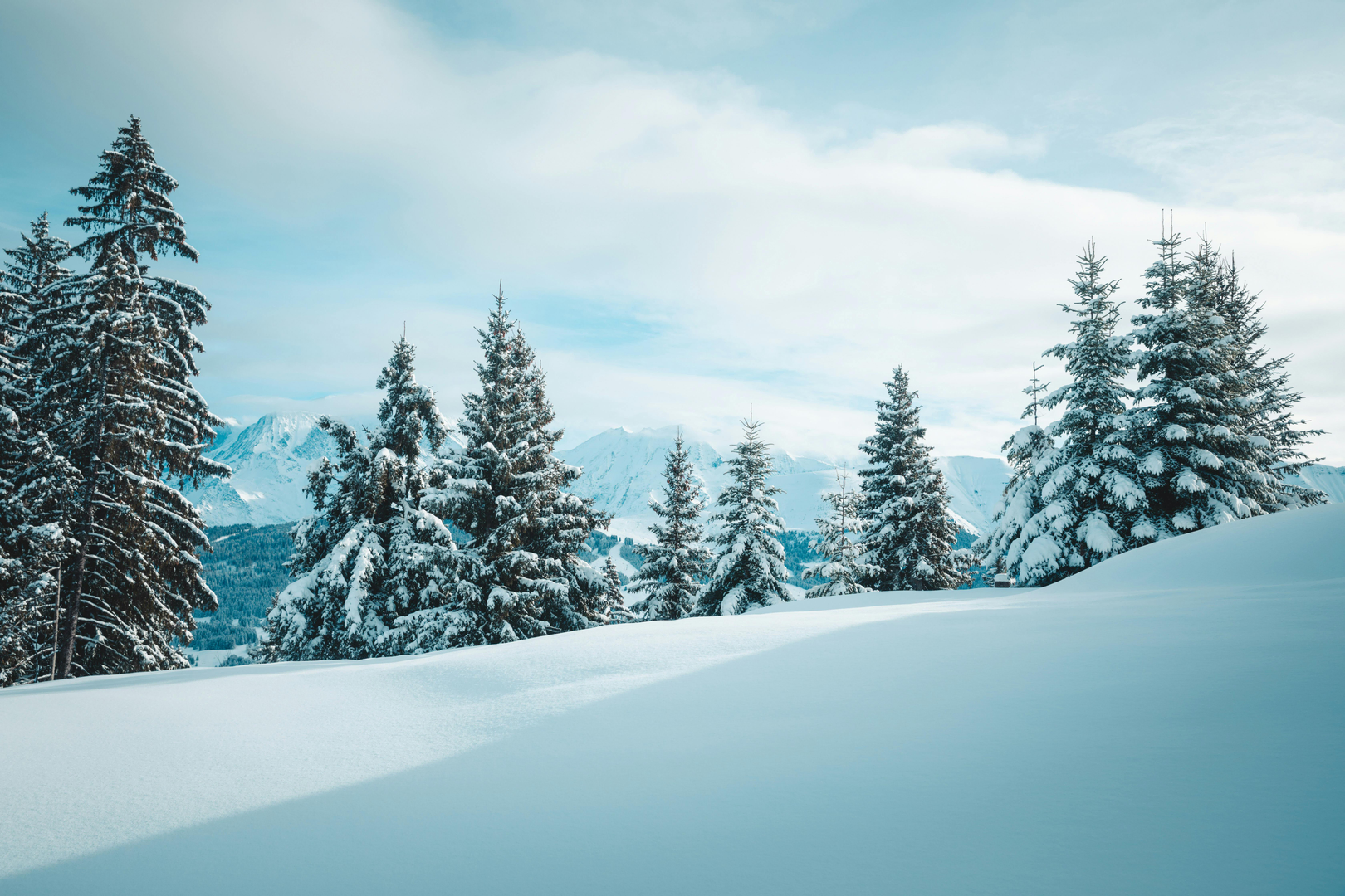 La Forêt Blanche