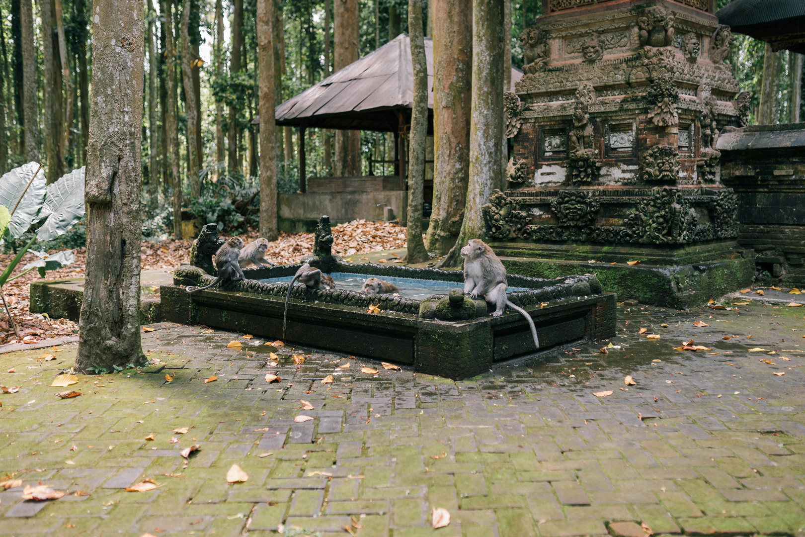 Ubud – Balis Hjerte af Kultur og Natur