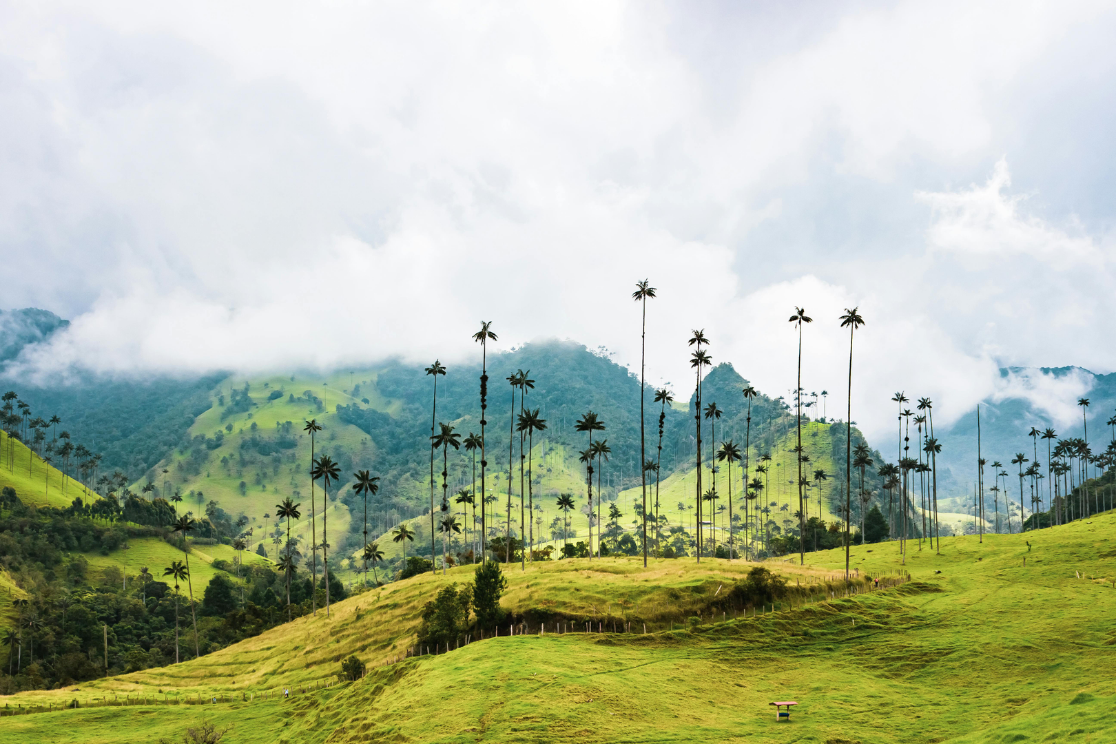 Valle de Cocora – Colombias majestætiske vokspalmer