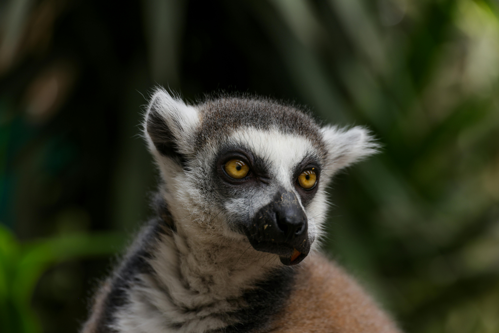 Anthonys feltnoter fra Madagaskar